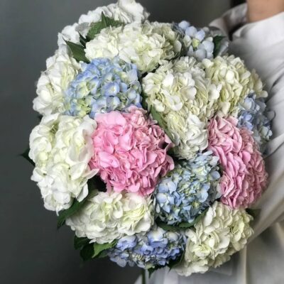 Гортензия